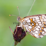 Melitaea athalia - Hnedáčik skorocelový IMG_4612