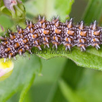 Melitaea athalia - Hnedáčik skorocelový IMG_4619