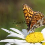 Melitaea athalia cf - Hnedáčik skorocelový IMG_5380
