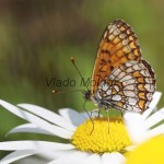Melitaea athalia cf - Hnedáčik skorocelový IMG_5384
