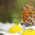 Melitaea athalia cf - Hnedáčik skorocelový IMG_5386