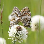 Melitaea athalia cf - Hnedáčik skorocelový IMG_5479