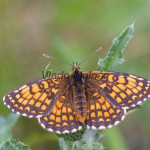 Melitaea athalia cf - Hnedáčik skorocelový IMG_9949