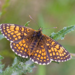 Melitaea athalia cf - Hnedáčik skorocelový IMG_9950