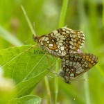 Melitaea athalia cf - Hnedáčik skoroceľový IMG_0559