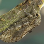 Notodonta torva - Chochlatka tmavá 200538