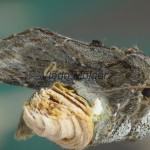 Notodonta torva - Chochlatka tmavá 225547