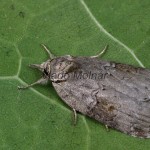 Nycteola asiatica - Drobnička topoľová 121848