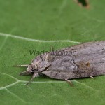 Nycteola asiatica - Drobnička topoľová 122737