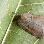 Nycteola asiatica - Drobnička topoľová 204815