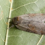 Nycteola asiatica - Drobnička topoľová 205231