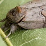 Nycteola asiatica - Drobnička topoľová 205354