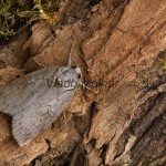 Nycteola asiatica - Drobnička topoľová 215946