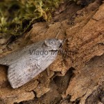 Nycteola asiatica - Drobnička topoľová 220651