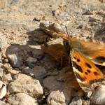 Nymphalis polychloros - Babôčka brestová 22-39-03