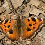 Nymphalis polychloros - Babôčka brestová 22-51-50