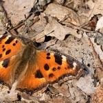 Nymphalis polychloros - Babôčka brestová 23-00-06