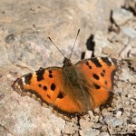 Nymphalis polychloros - Babôčka brestová IMG_1965