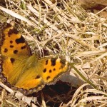 Nymphalis polychloros - Babôčka brestová IMG_3382