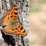 Nymphalis polychloros - Babôčka brestová IMG_6467