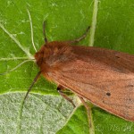 Phragmatobia fuliginosa - Spriadač štiavcový 00-25-12