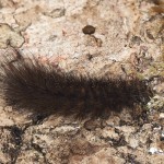 Phragmatobia fuliginosa - Spriadač štiavcový 20-02-02