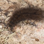 Phragmatobia fuliginosa - Spriadač štiavcový 20-03-00