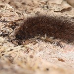 Phragmatobia fuliginosa - Spriadač štiavcový 20-05-58