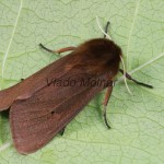 Phragmatobia fuliginosa - Spriadač štiavcový 20-06-15