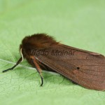 Phragmatobia fuliginosa - Spriadač štiavcový 20-08-02