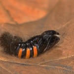 Phragmatobia fuliginosa - Spriadač štiavcový 20-13-02