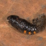 Phragmatobia fuliginosa - Spriadač štiavcový 20-33-44