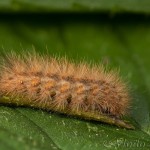 Phragmatobia fuliginosa - Spriadač štiavcový 20-38-21