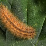 Phragmatobia fuliginosa - Spriadač štiavcový 20-41-39