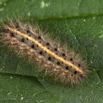 Phragmatobia fuliginosa - Spriadač štiavcový 20-42-22