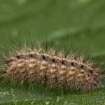 Phragmatobia fuliginosa - Spriadač štiavcový 20-43-06