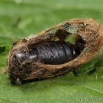 Phragmatobia fuliginosa - Spriadač štiavcový 20-44-48