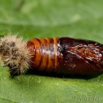 Phragmatobia fuliginosa - Spriadač štiavcový 20-45-48