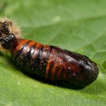 Phragmatobia fuliginosa - Spriadač štiavcový 20-46-51