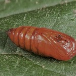 Phragmatobia fuliginosa - Spriadač štiavcový 20-47-40