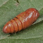 Phragmatobia fuliginosa - Spriadač štiavcový 20-49-04