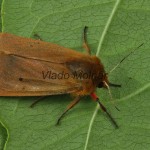 Phragmatobia fuliginosa - Spriadač štiavcový 201819