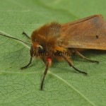 Phragmatobia fuliginosa - Spriadač štiavcový 202746