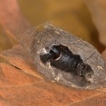 Phragmatobia fuliginosa - Spriadač štiavcový 21-38-42