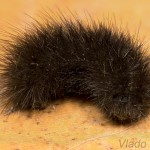 Phragmatobia fuliginosa - Spriadač štiavcový 21-49-30