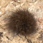 Phragmatobia fuliginosa - Spriadač štiavcový 21-56-45