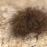 Phragmatobia fuliginosa - Spriadač štiavcový 22-05-52