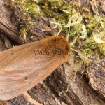 Phragmatobia fuliginosa - Spriadač štiavcový 222252