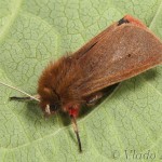 Phragmatobia fuliginosa - Spriadač štiavcový 23-36-30