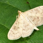 Pleuroptya ruralis - Vijačka žihľavová 19-46-35